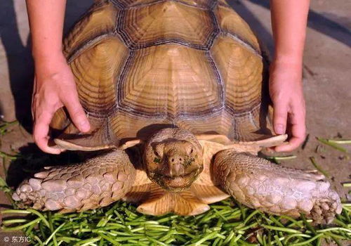 乌龟该如何家养才能最省心 几招教你给乌龟制造一个舒适的环境