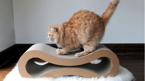 为什么猫咪要抓猫抓板 给猫咪玩猫抓板又有哪些讲究
