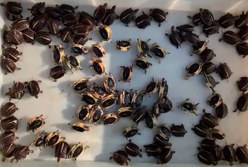 黄缘龟价格多少钱一只,怎么区分公母和品种 龟谷鳖老