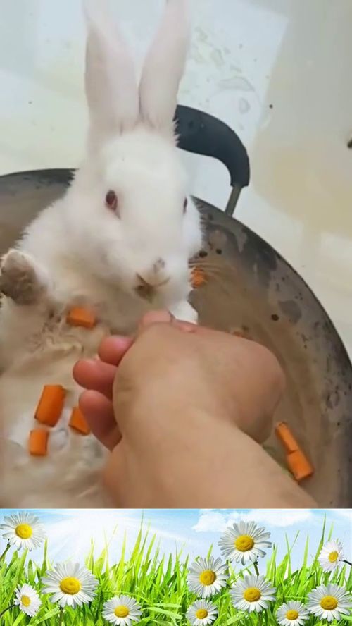 水煮小白兔,它吃着胡萝卜一点都不害怕 
