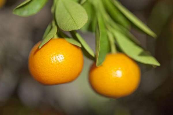 金橘(金橘和金桔的区别)