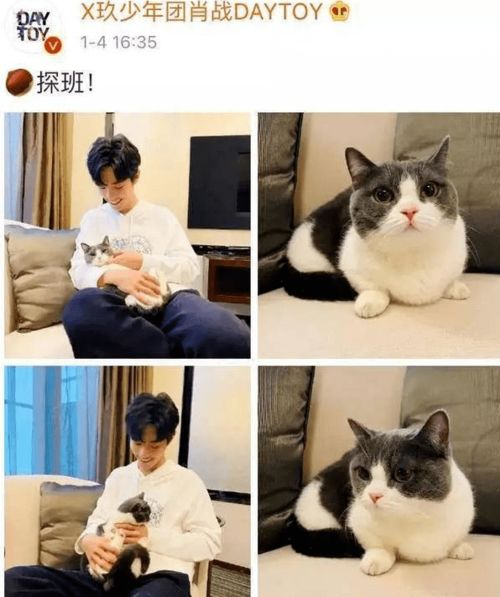 明星养的猫都是什么品种 都是什么价格