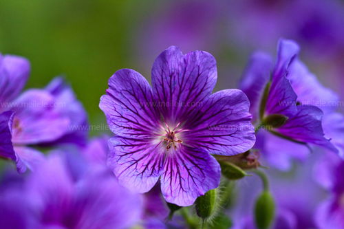 关于紫罗兰花的古诗句