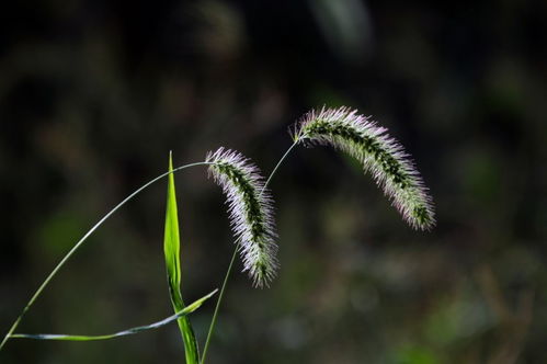 9月中旬开始,桃花旺,姻缘来,喜逢真爱喜脱单的4大星座