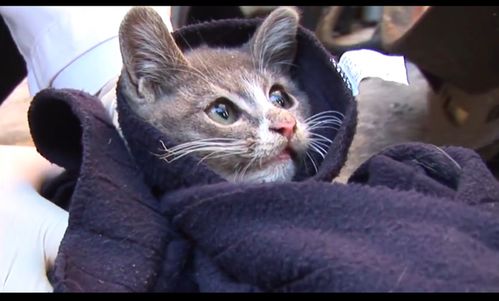 小猫宁愿吃石头充饥,也要把老鼠留给死去的猫妈妈,心酸又感动