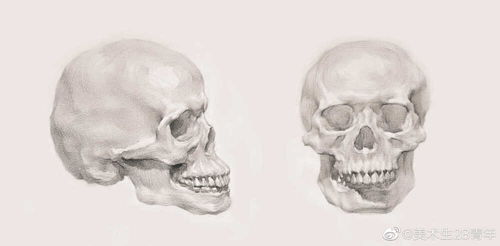 头骨的结构