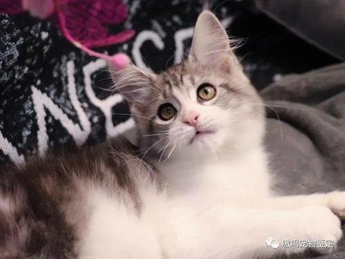 纯种缅因猫多少钱一只 幼崽.三个月.银虎斑.黑.红.白.