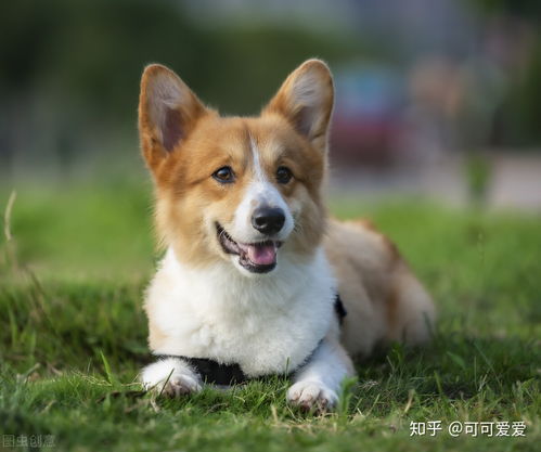 一只纯种的柯基犬大概多少钱 