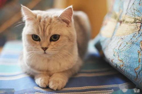 最受欢迎的3种宠物猫 布偶猫最美,英短猫咪最喵美价廉