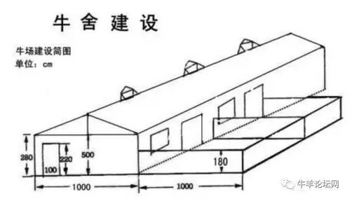 100头牛需要多大场地 怎么建牛舍