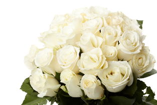 白色玫瑰图片素材 图片ID 98540 玫瑰花图片 花的图片 