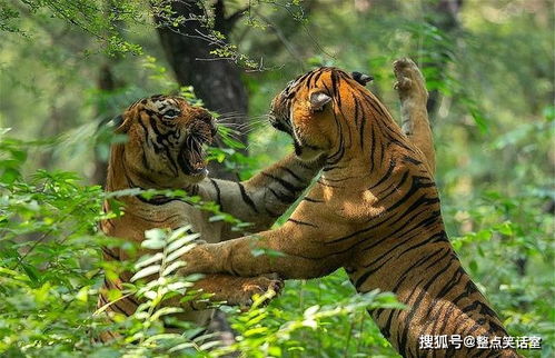 一掌拍碎钢化玻璃,野生东北虎引热议 其实它们也有温情的一面