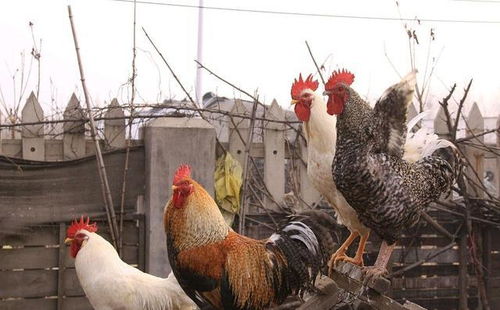 在农村散养100只土鸡,一年的利润有多少 看完了解了