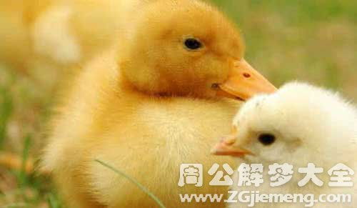 梦见小鸡和小鸭是什么意思 梦到小鸡和小鸭好不好 大鱼解梦网 