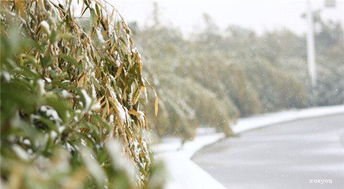 关于第一场雪的说说 