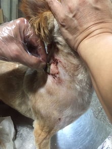 狗狗脖子伤口结痂但是化脓了怎么治疗 