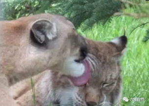 小美洲狮和大猞猁的友谊,也许都是 猫 缘故 