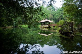 台湾樱花地游赏攻略 