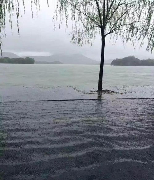 风大雨大,西湖水满出来了吗 没有满,很 沉稳