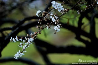 斜风细雨 春溢枝头