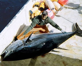 渔业国家增加大西洋蓝鳍吞拿鱼捕捞限额 