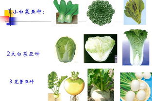 大白菜属于什么科的植物-图3