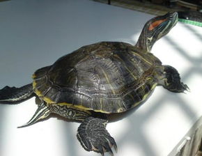 巴西红耳龟 搜狗百科 