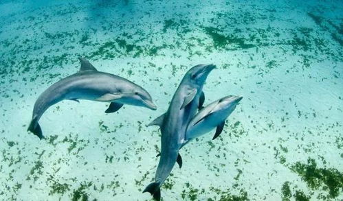海豚为什么被认为是变态生物 从交配方式来看,已具人类特征