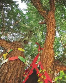 威海历史丨古树参天,方知历史厚重 威海的这些古树承载了多少秘密 