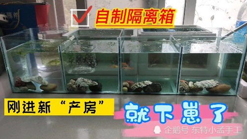 给家里孔雀鱼自制隔离鱼缸,小鱼刚搬新家就生宝宝了 