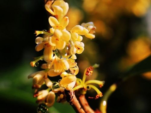 一种让人流连忘返的花,开花时花香四溢,香飘万里韵味十足,美 桂花 