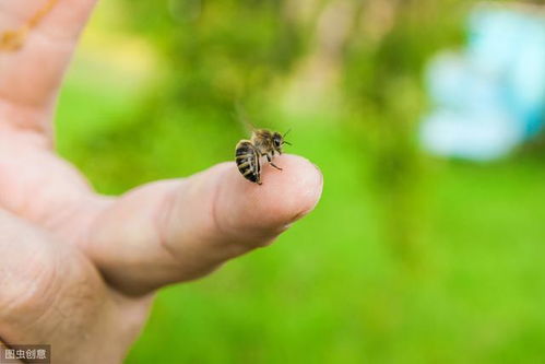 养蜂人检查蜂巢脾,不戴手套蜜蜂不蜇人是什么原因 用这3种方法 