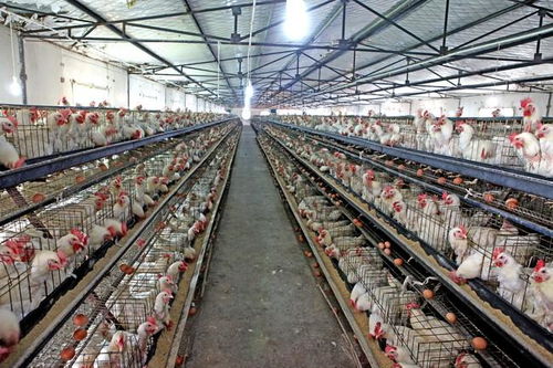我想在 安徽宿州盖个小型养鸡厂5000到10000只鸡建个厂房要 多少钱技术到哪能学到
