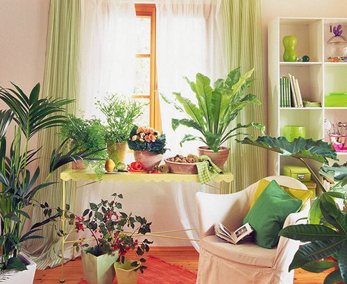 卧室放绿植风水好吗 卧室适合养什么植物 