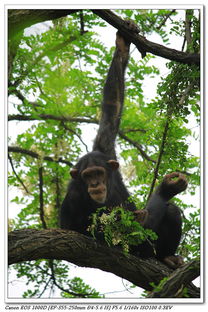 2010年5月北京动物园随拍 黑猩猩上树吃槐树花