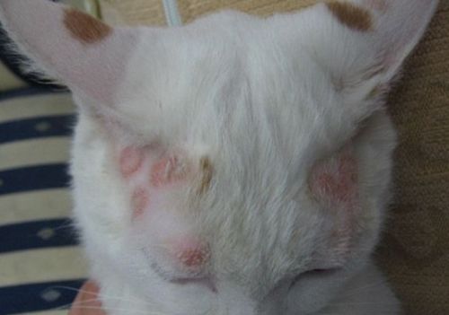 猫身上长单个像痘痘,猫长红痘痘好几处掉毛 