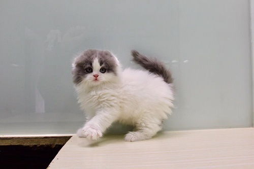 上海猫咪寄养领养 可爱英短出窝了 