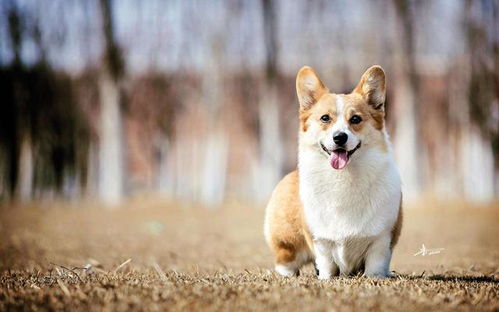 笑容灿烂的柯基犬,是活泼开朗的天使,给你排解烦恼,带来快乐