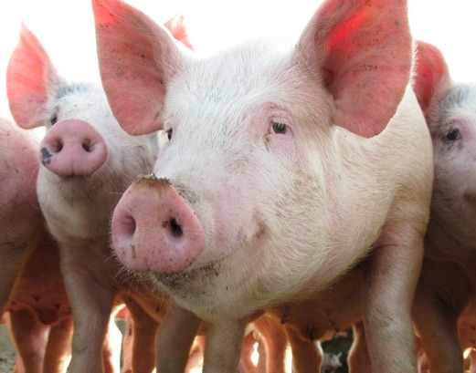未来生猪走势 浙江加速生猪养殖业转型,进行多轮生猪养殖业治理工作
