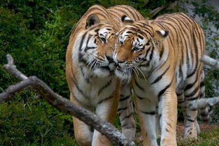 浅谈老虎的育儿行为,百兽之王的母爱,同样充满温情