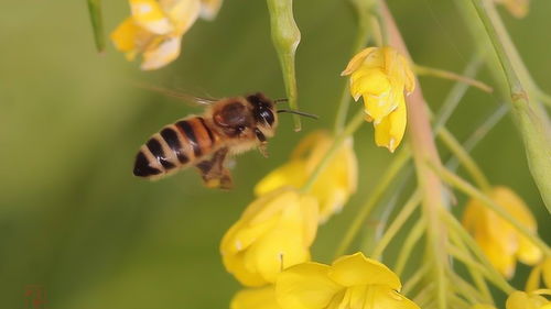 为什么总有蜜蜂围着你飞舞 其实是有重要的事通知你 
