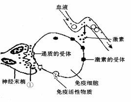 16. 1 释放神经递质 激素 2 T细胞活性下降后.淋巴因子和干扰素的分泌量减少.T细胞攻击靶细胞的能力下降 3 激素.神经递质.淋巴因子 其他答案如CO2.H 亦得分 