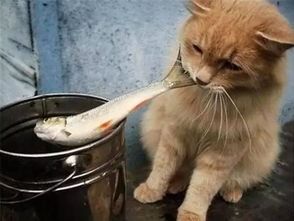 小猫钓鱼故事说猫爱吃鱼 可是小猫咪根本不喜欢吃鱼