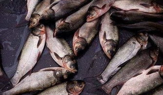 在农村集市买鱼,鱼贩都免费收拾,如果不让收拾还不卖,为什么