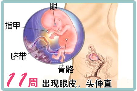 怀孕11周胎稳的表现有哪些，孕11周胎儿健康表现