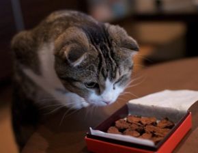 猫为什么不能吃巧克力 