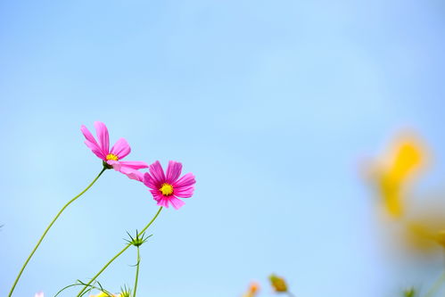 女人是家里的财运和风水