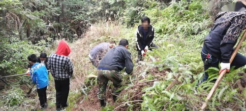 德安人清明上山扫墓,居然发现...