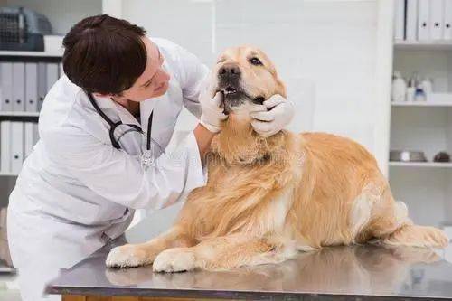 兽医提醒 狗狗肠胃炎怎么办 主人要做到这些事情