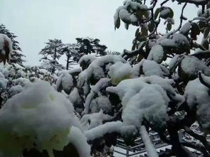 彩云之南 昆明五月飞雪,这个地方可赏雪花伴杜鹃美景